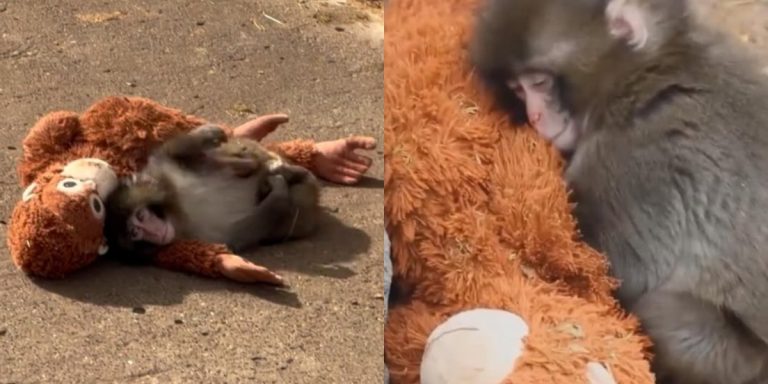 Ditinggal Ibunya, Viral Bayi Monyet Punch yang Bawa-bawa Boneka Orang Utan sebagai Teman Setia