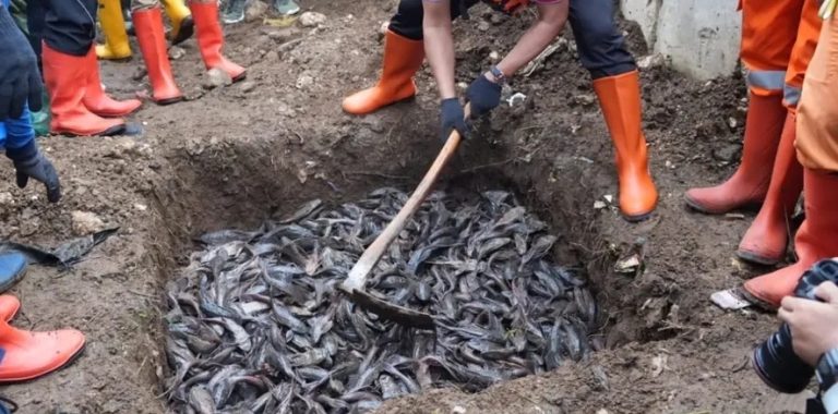 MUI Sebut Ikan Sapu-sapu Dikubur Hidup-hidup Tak Sesuai Prinsip Islam, Pramono Janji Bakal Ada Penyesuaian