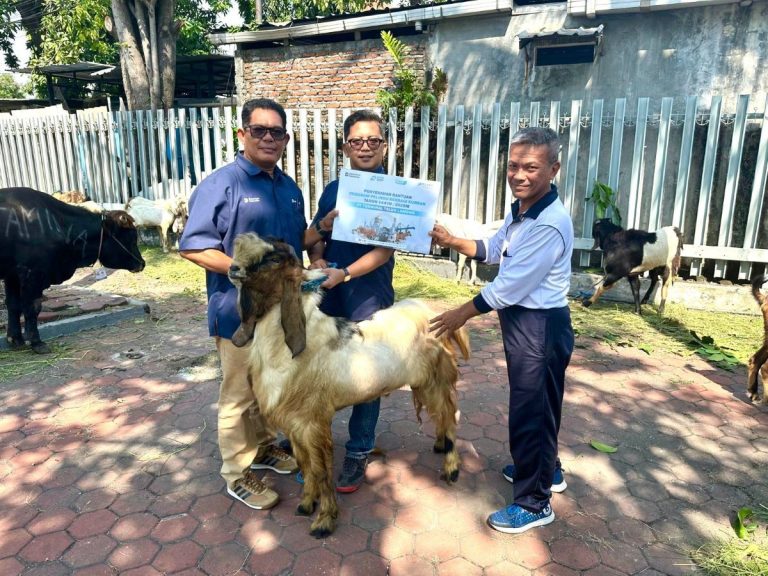 PT Terminal Teluk Lamong Laksanakan Program Pelindo Berbagi Hewan Kurban, 12 Sapi dan 21 Kambing Buat Masyarakat Sekitarnya